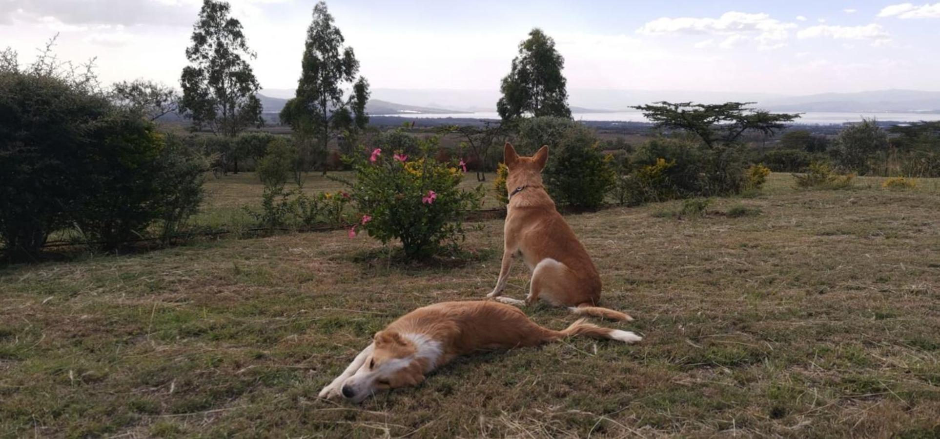 Homely Cottage Near Lake Naivasha, Elwai Visitor Centre Heni Village ภายนอก รูปภาพ